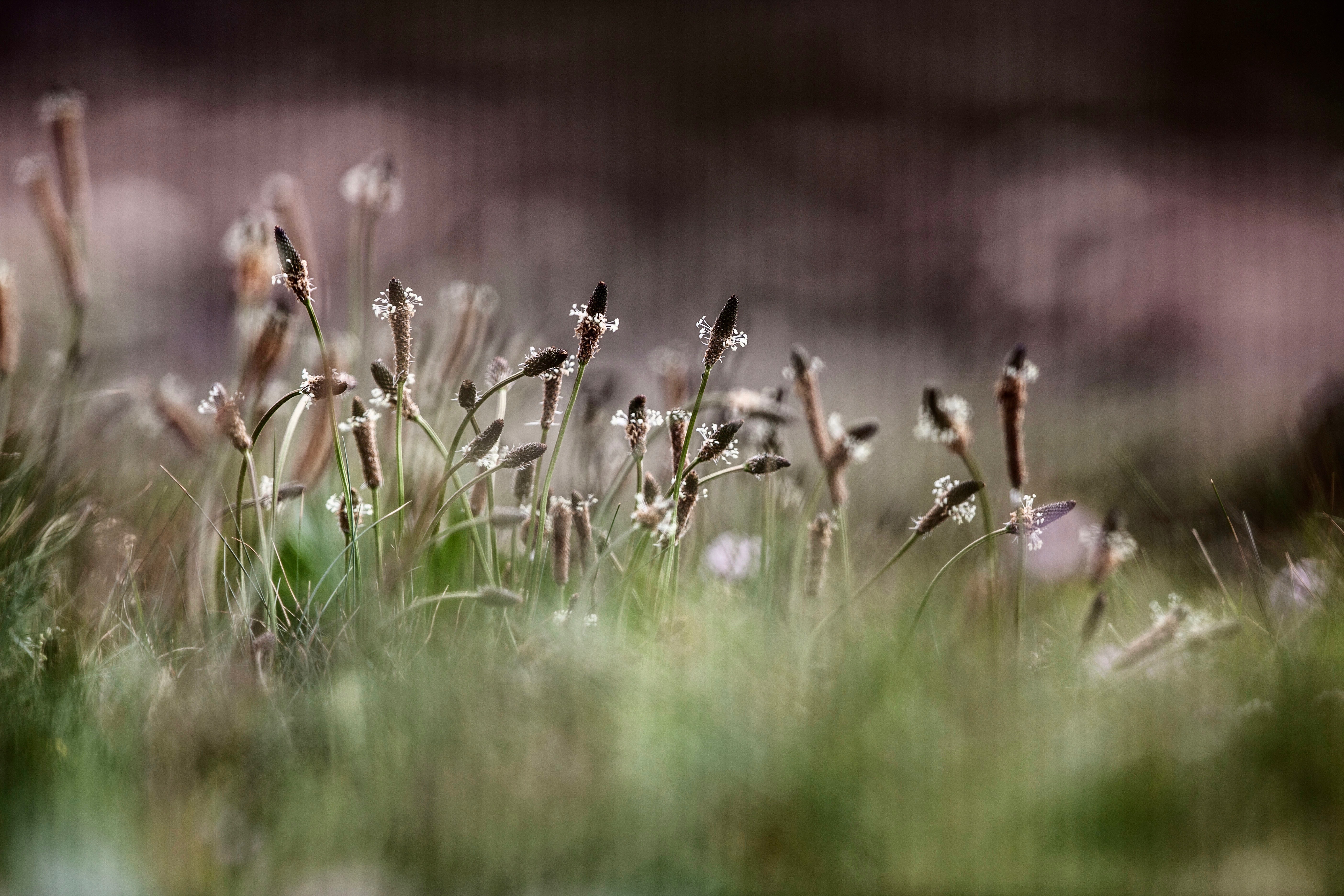 The history of hay fever