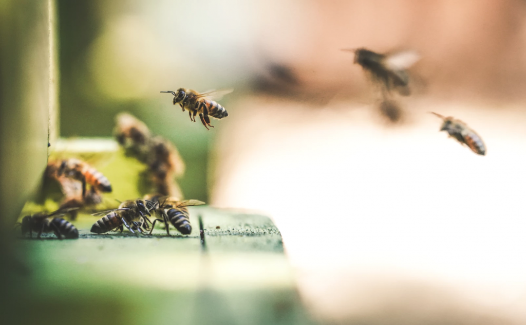 Summer is here, and so are the bugs that come with it. Are you unknowingly suffering from allergies? 