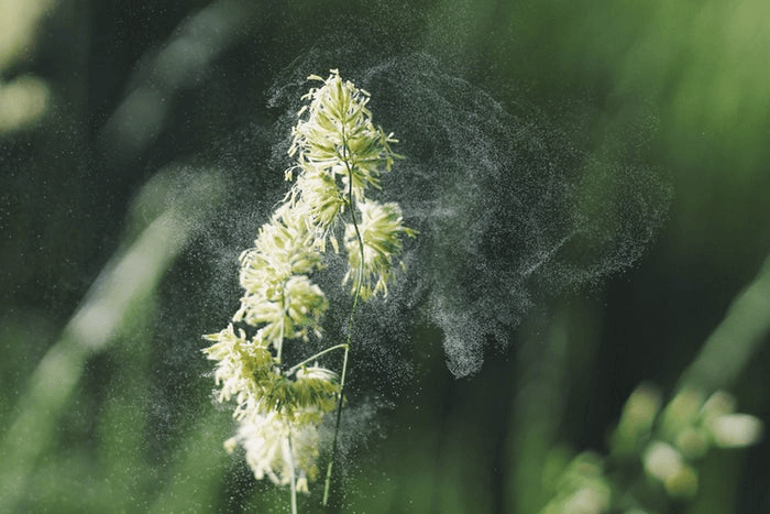 summer cold or allergy? summer cold or allergy?