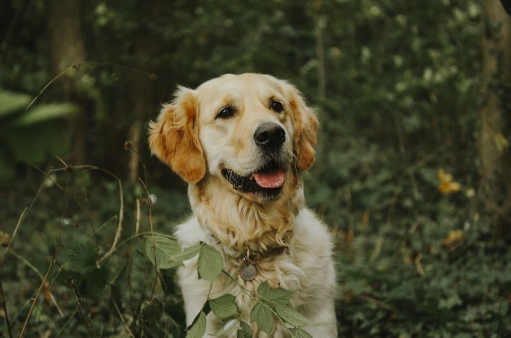 Pet allergies