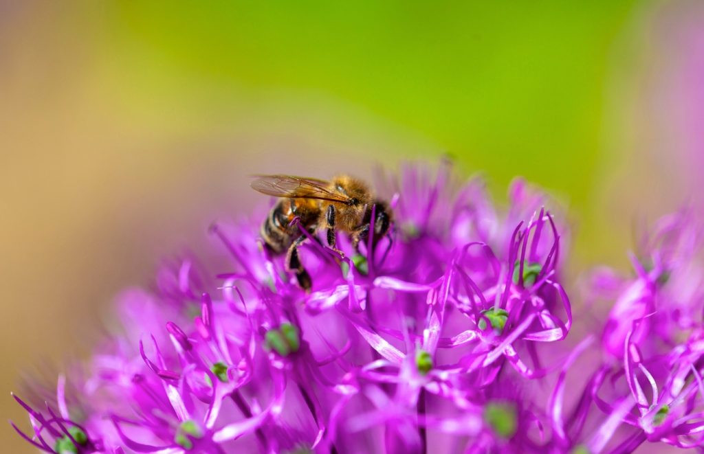 Insect sting allergies