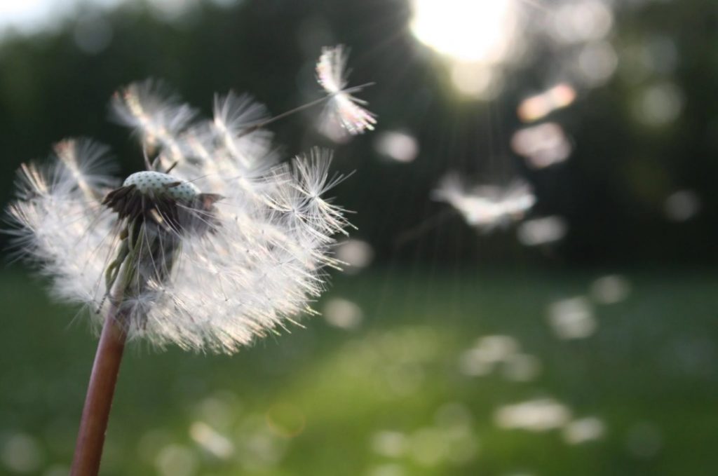 Are our allergies getting worse?