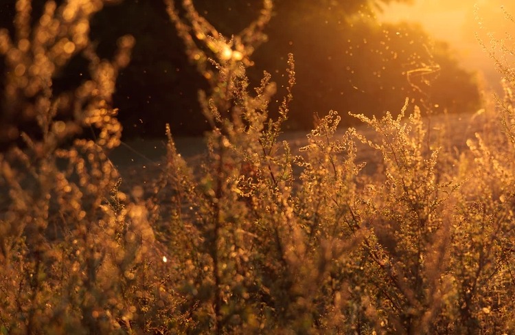 allergy myths