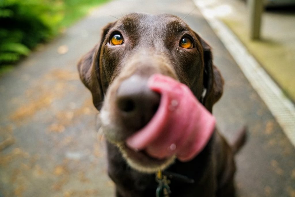 dog allergy