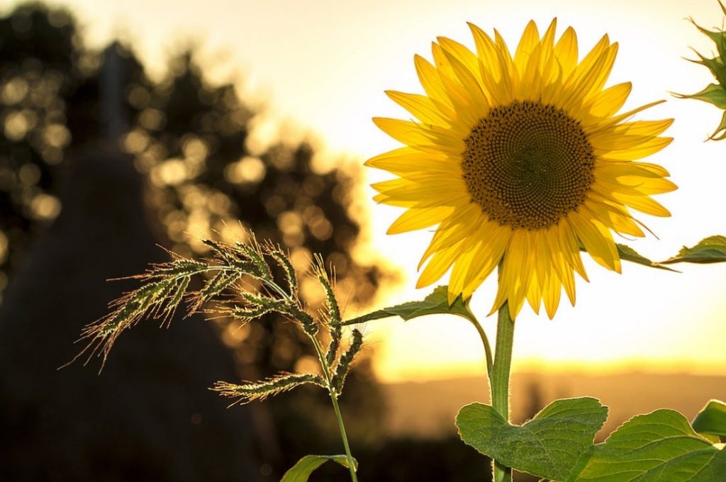seasonal allergy dos and don’ts