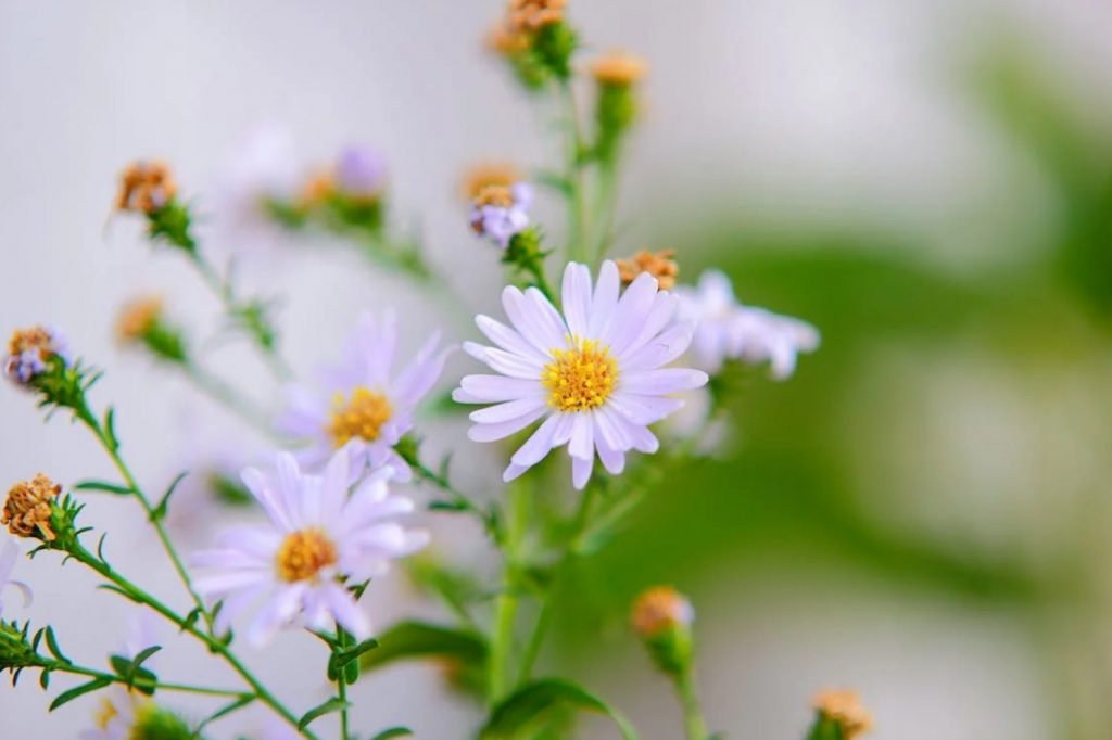 seasonal allergies