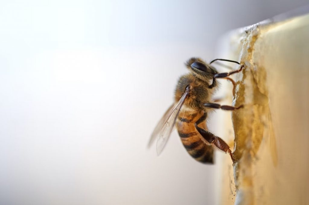 Insect sting allergies