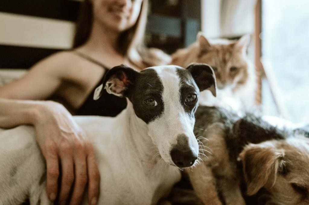animal allergy myths