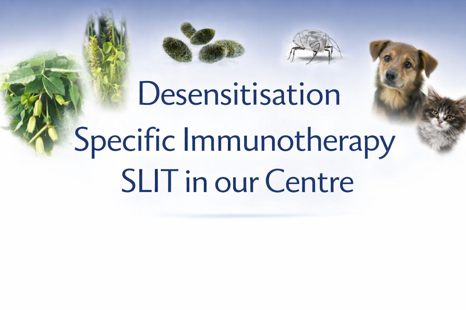 Allergiklinik London immunterapi SLIT för pollen, mögel Alternaria, kvalster samt hund och katt allergi